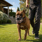 Cyber‑Style Dog Horror Fangs, Give Your Pet A Stunning Beast‑Like Streetwear Look
