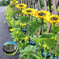 🌻Sunflower Solar Garden Stake Led Lights